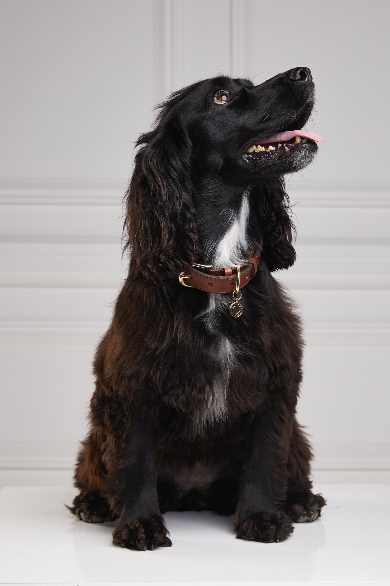 HC Classic Dog Collar (Chestnut & Tweed)
