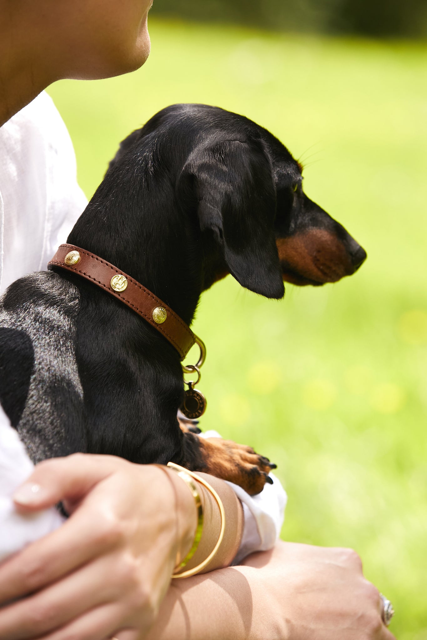 HC Studded Dog Collar (Chestnut)