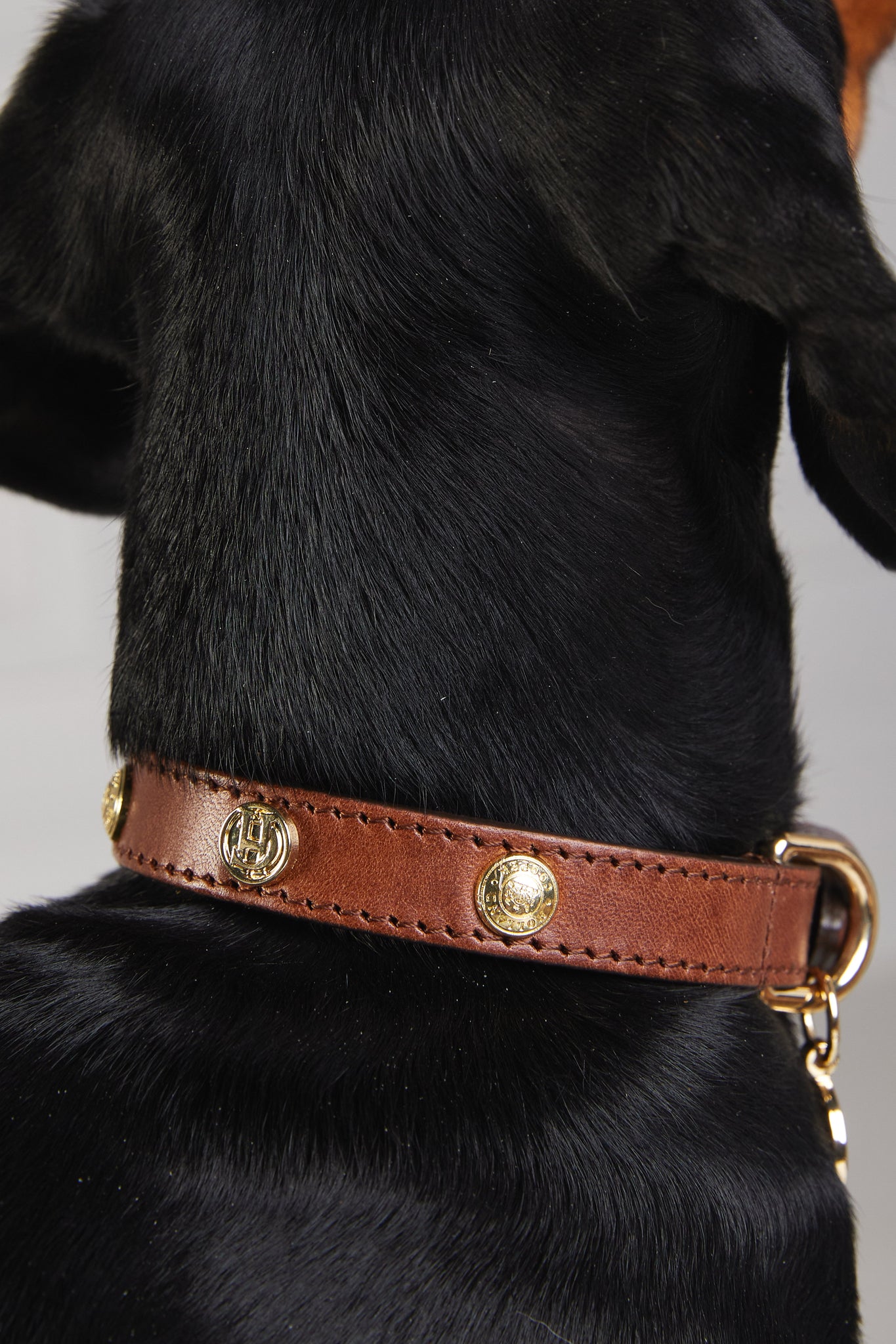 HC Studded Dog Collar (Chestnut)